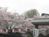 桜の摂津峡